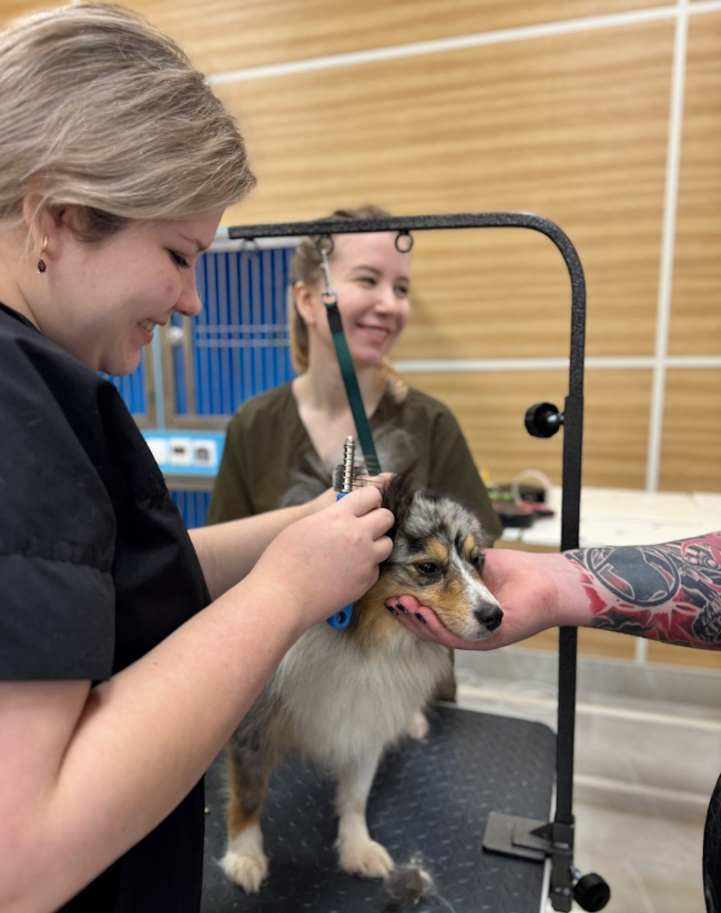 Стартовал курс ДПО ВГАУ Иваново - «Салонный груминг декоративных пород собак»!