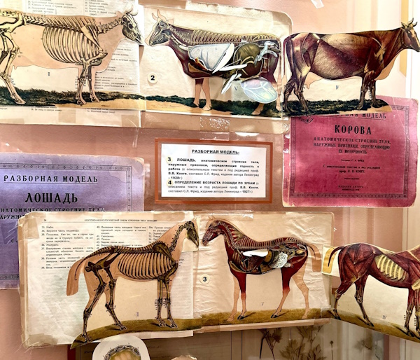 Семинар по дисциплине «Введение в профессиональную деятельность» в музее ВГАУ