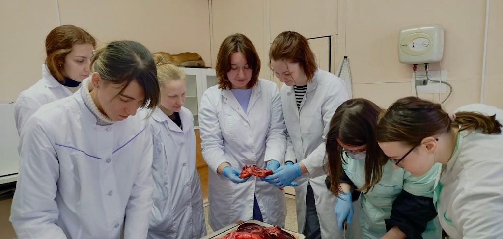 Четверокурсники ИВМИБ приступили к изучению дисциплины «Ветеринарно-санитарная экспертиза»
