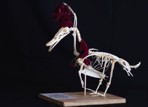 Итоги нашего предновогоднего конкурса, организованного Институтом ветеринарной медицины и биоинженерии ВГАУ!