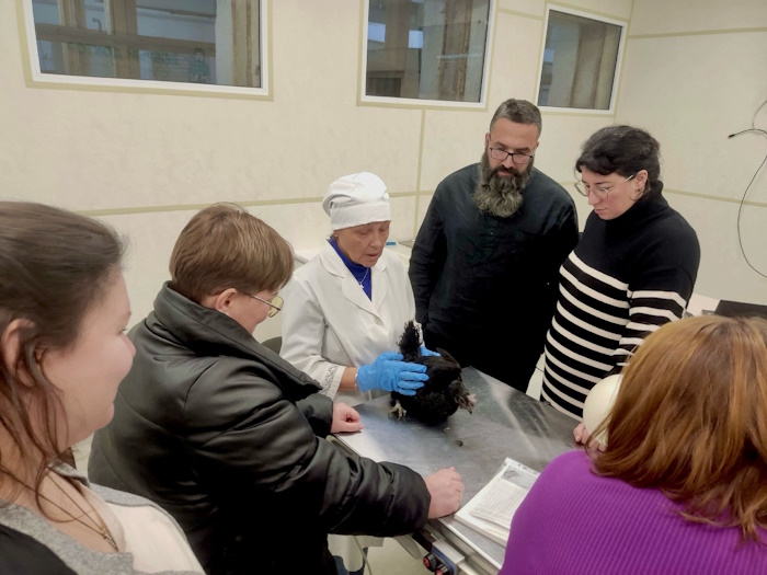 Современное птицеводство в условиях крестьянско-фермерского и личного подсобных хозяйств