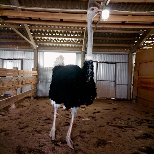 Практические занятия на страусиной ферме «Шартомский страус»