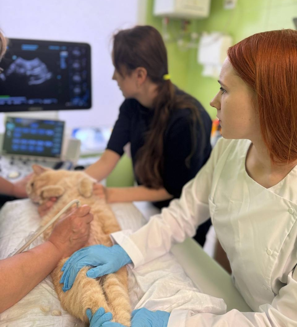Студенты ветфакультета ВГАУ начинают осваивать профессию уже с первого курса!