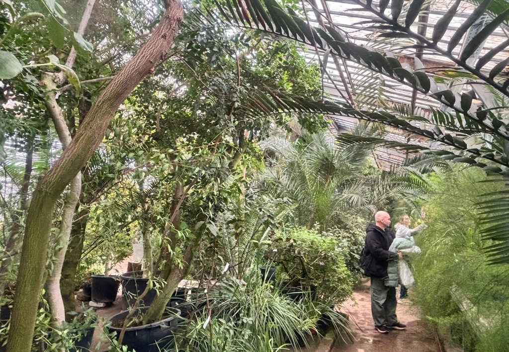 Фондовая оранжерея Ботанического сада имени Н.В. Цицина РАН