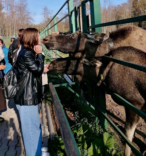 Экскурсия на лосиную ферму
