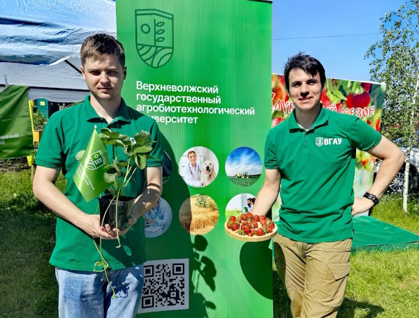 Фестиваль клубники в Комсомольском районе