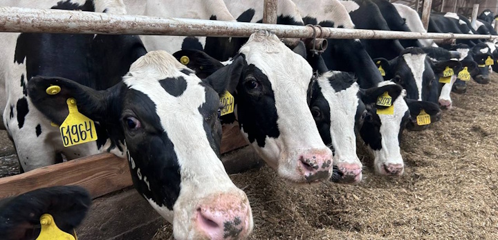 Тема занятия — «Диспансеризация животных»!