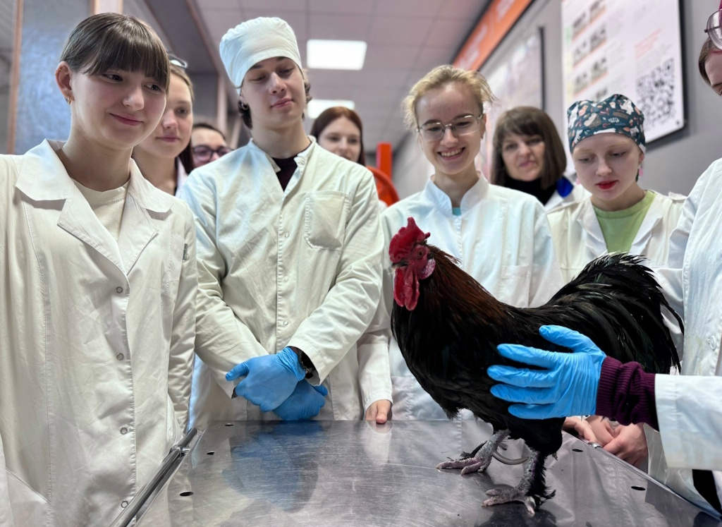 Практическое занятие по ветеринарии: техника взятия крови у птиц!