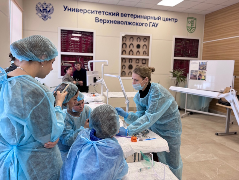 Практика по Эндодонтическому лечению мелких домашних животных!