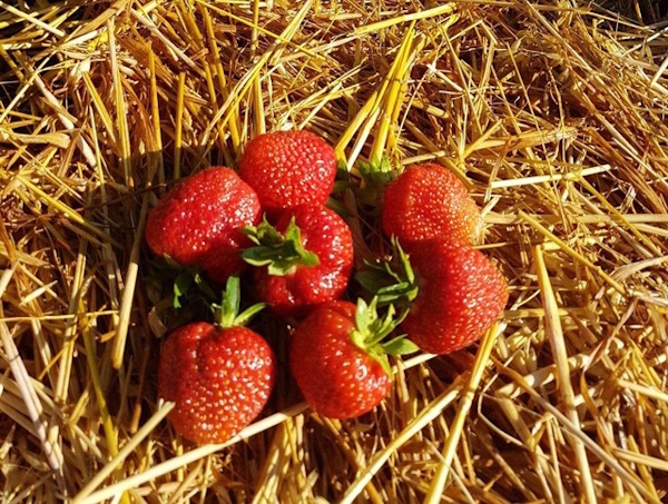 9 июля в России отмечают праздник Давида Земляничника!