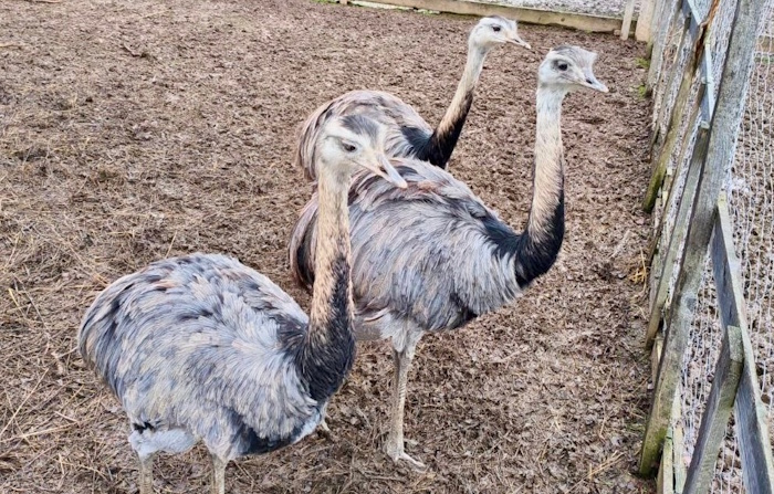 Студенты-ветеринары посетили ферму «Шартомский страус»!