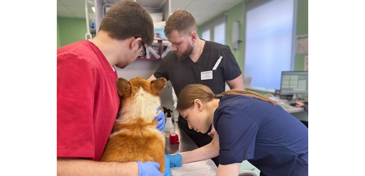 Клинические дни: первый шаг к профессии ветеринарного врача!