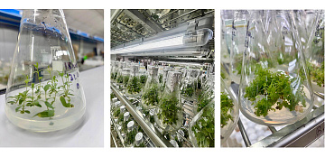 Специалисты ВГАУ повышают квалификацию в сфере биотехнологий!